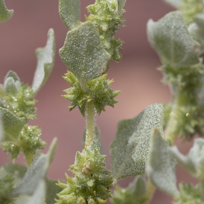 Atriplex fissivalvis, photographed by Kym Nicolson
