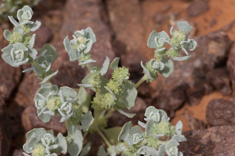 Atriplex fissivalvis, photographed by Kym Nicolson