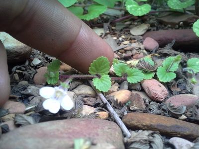 Diclis reptans, photographed by Jimmy Whatmore