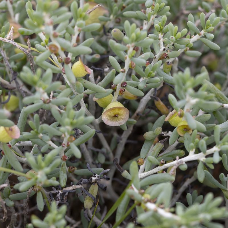 Maireana spongiocarpa, photographed by Kym Nicolson