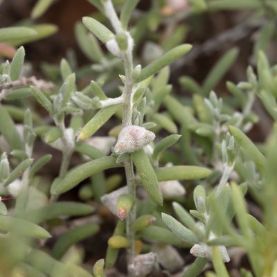 Dissocarpus biflorus, photographed by Kym Nicolson