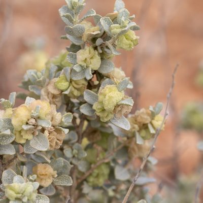 Atriplex vesicaria, photographed by Kym Nicolson