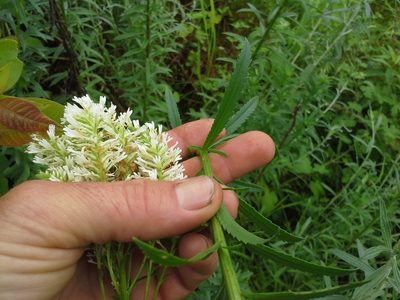 Hebenstretia oatesii, photographed by Jimmy Whatmore