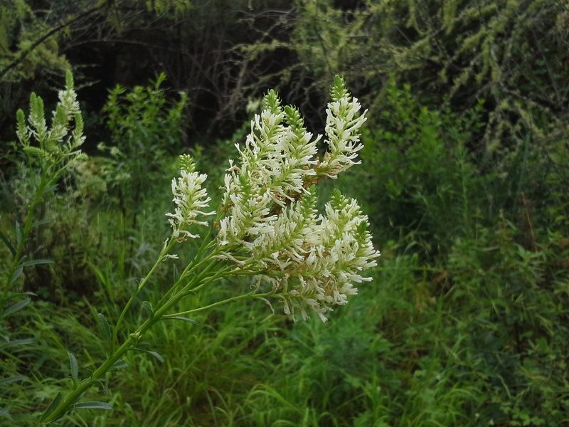 Hebenstretia oatesii, photographed by Jimmy Whatmore