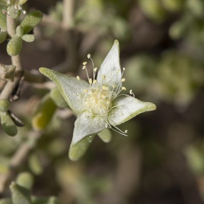 Gunniopsis quadrifida, photographed by Kym Nicolson