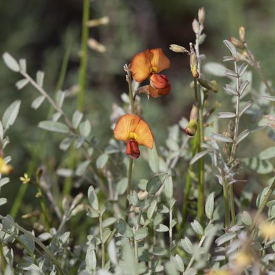Swainsona stipularis, photographed by Kym Nicolson