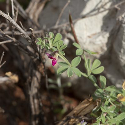 Lotus cruentus, photographed by Kym Nicolson