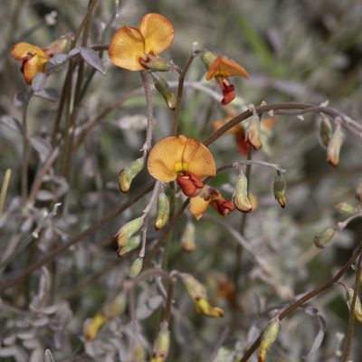 Swainsona stipularis, photographed by Kym Nicolson