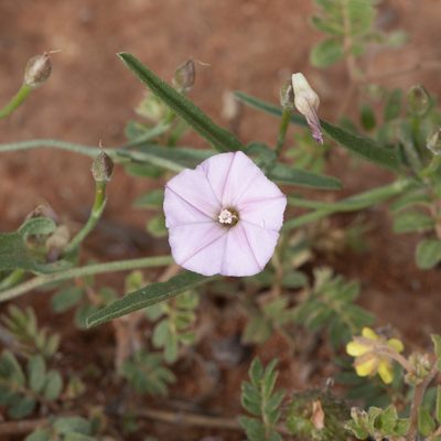Convolvulus remotus, photographed by Kym Nicolson