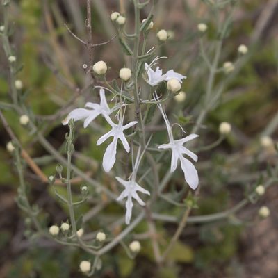 Teucrium racemosum, photographed by Kym Nicolson