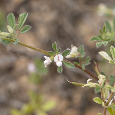 Lotus cruentus, photographed by Kym Nicolson