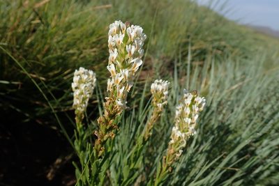 Hebenstretia comosa, photographed by Jimmy Whatmore