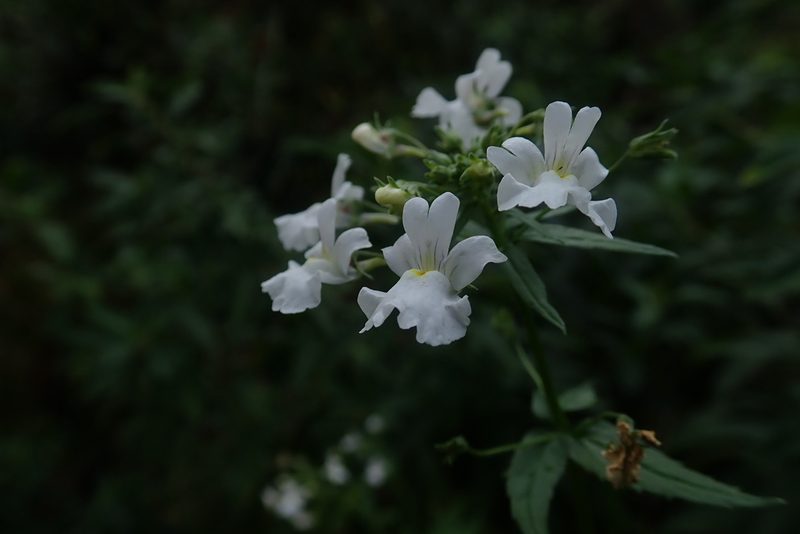 Nemesia albiflora, photographed by Jimmy Whatmore