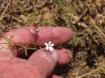 Pelargonium senecioides, photographed by Shaun Swanepoel
