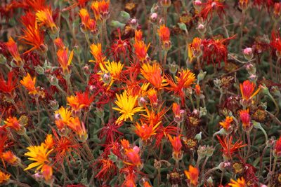 Drosanthemum flavum, photographed by Tony Rebelo
