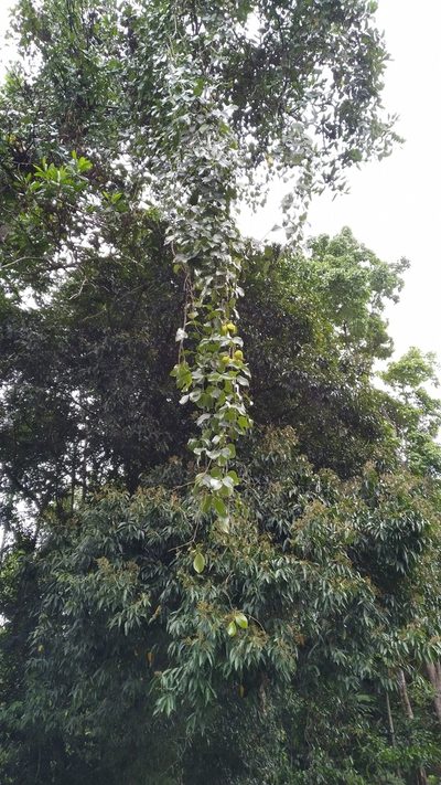 Mucuna bennettii, photographed by Steve Fitzgerald