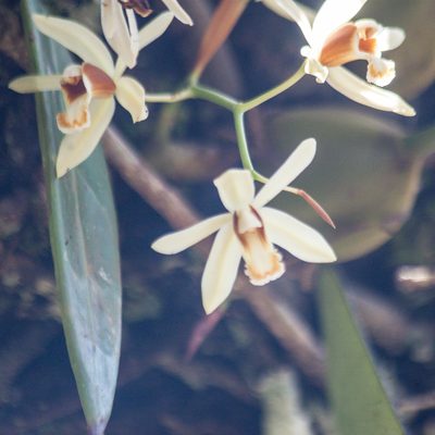 Coelogyne trinervis, photographed by Gerard Chartier