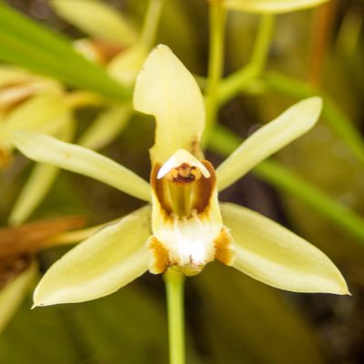 Coelogyne trinervis, photographed by Gerard Chartier