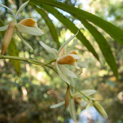 Coelogyne trinervis, photographed by Gerard Chartier