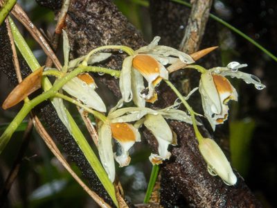 Coelogyne trinervis, photographed by Gerard Chartier
