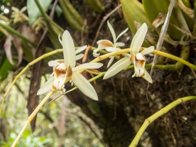 Coelogyne trinervis, photographed by Gerard Chartier