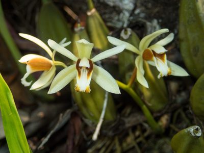 Coelogyne trinervis, photographed by Gerard Chartier