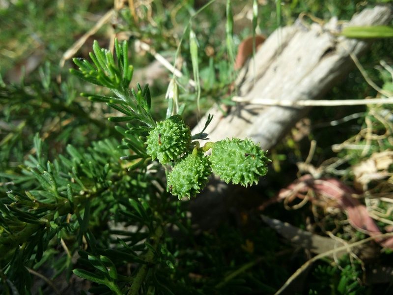 Grevillea crithmifolia, photographed by Helium Luo