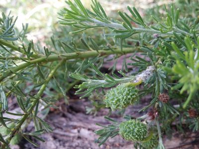 Grevillea crithmifolia, photographed by Helium Luo