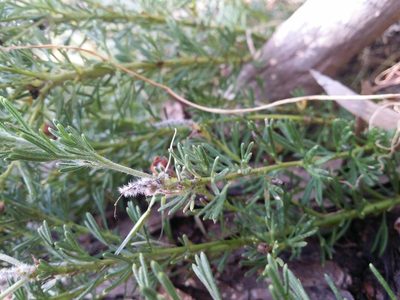 Grevillea crithmifolia, photographed by Helium Luo