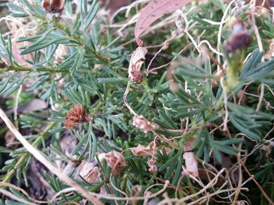 Grevillea crithmifolia, photographed by Helium Luo