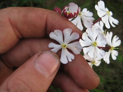 Zaluzianskya katharinae, photographed by Jimmy Whatmore