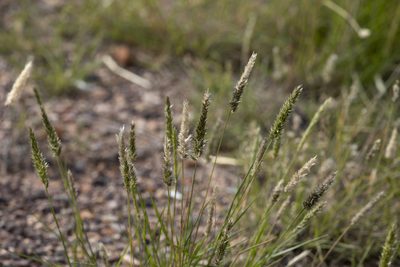 Enneapogon nigricans, photographed by Kym Nicolson