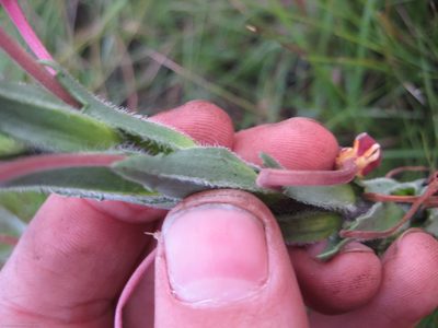 Zaluzianskya elongata, photographed by Jimmy Whatmore