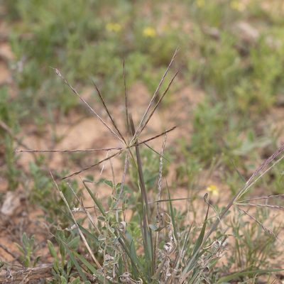 Enteropogon acicularis, photographed by Kym Nicolson