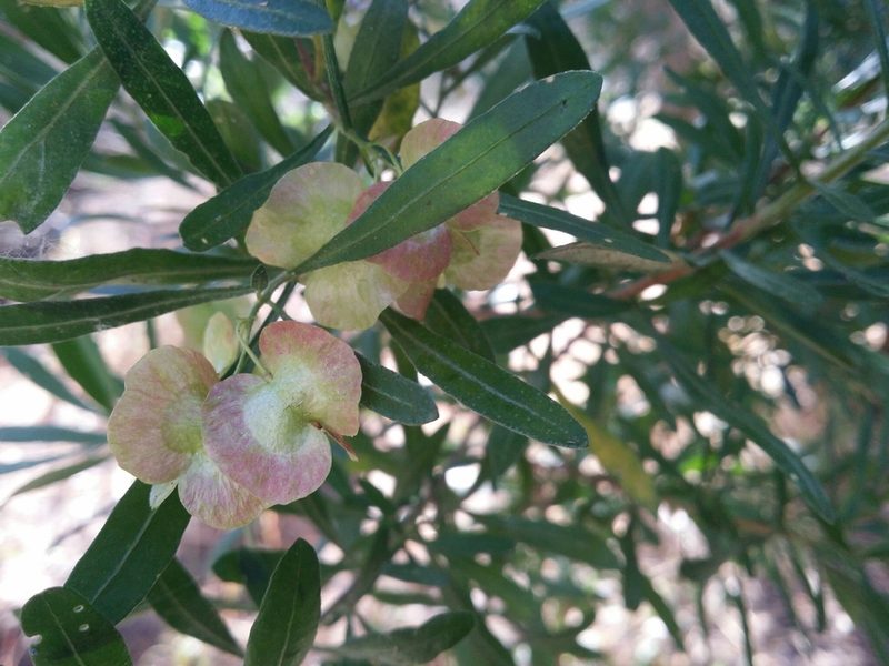 Dodonaea hackettiana, photographed by Helium Luo