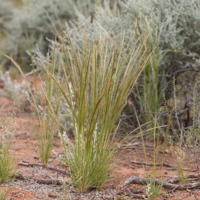 Austrostipa nitida, photographed by Kym Nicolson