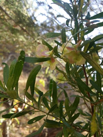 Dodonaea hackettiana, photographed by Helium Luo
