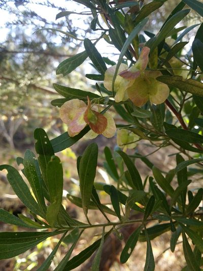 Dodonaea hackettiana, photographed by Helium Luo