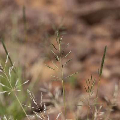Sporobolus actinocladus, photographed by Kym Nicolson