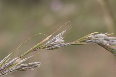 Cymbopogon ambiguus, photographed by Kym Nicolson
