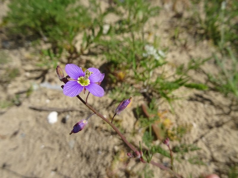 Heliophila arenosa, photographed by Paul Hoekman