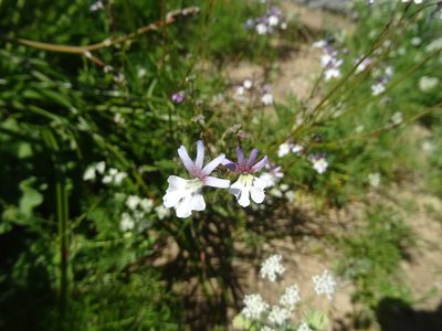 Nemesia bicornis, photographed by Paul Hoekman