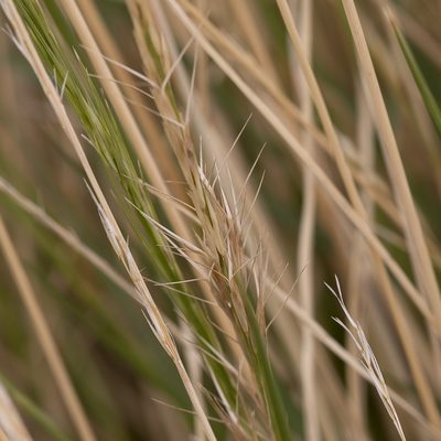 Aristida nitidula, photographed by Kym Nicolson