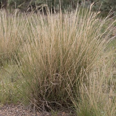 Aristida nitidula, photographed by Kym Nicolson