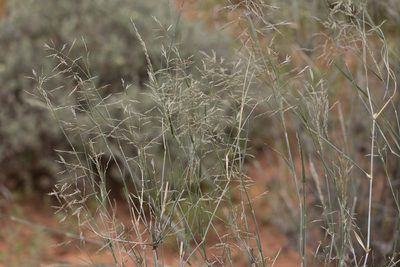 Sporobolus ramigerus, photographed by Kym Nicolson