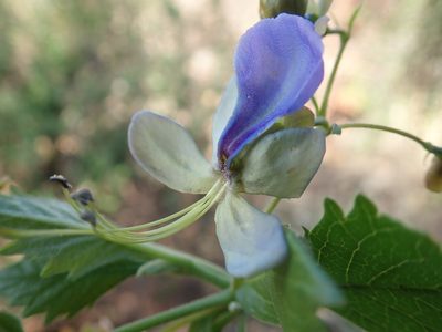 Rotheca myricoides, photographed by Jimmy Whatmore