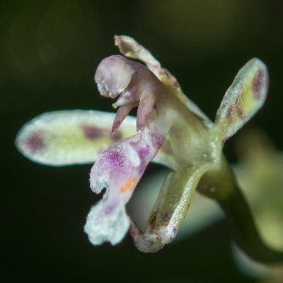 Acriopsis liliifolia, photographed by Gerard Chartier