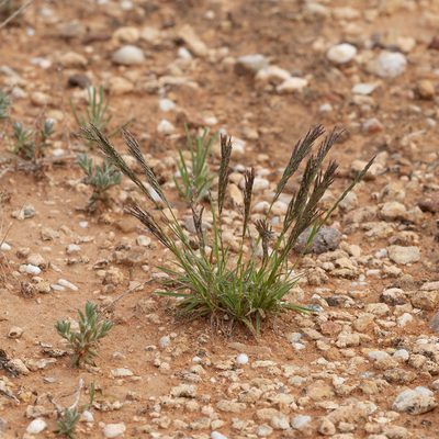 Tripogonella loliiformis, photographed by Kym Nicolson