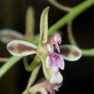 Acriopsis liliifolia, photographed by Gerard Chartier