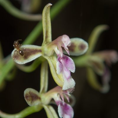 Acriopsis liliifolia, photographed by Gerard Chartier